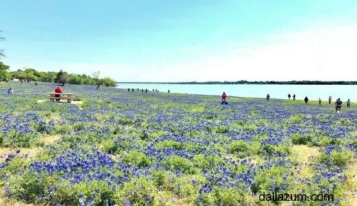 テキサスの花・ブルーボネット鑑賞！エニスのお祭りや写真撮影スポットを紹介